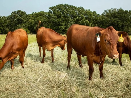 Grazing Cattle 1