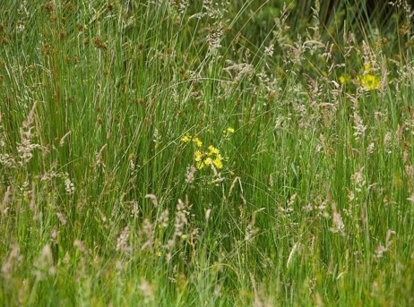 Grazing Cattle 2