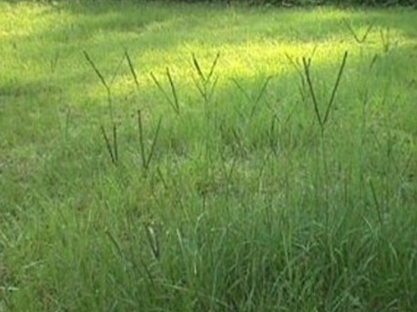 Grazing Cattle 3