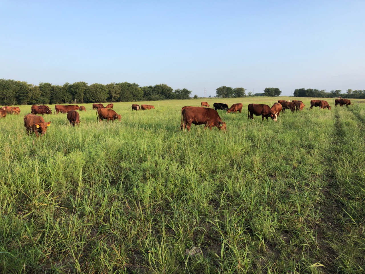 Pasture